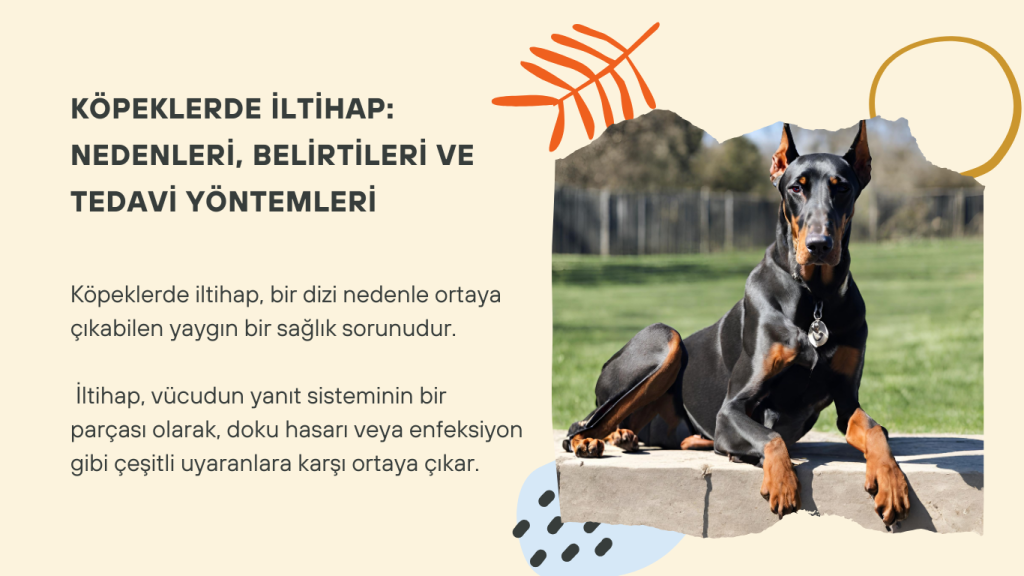 Kopeklerde-Iltihap-Nedenleri-Belirtileri-ve-Tedavi-Yontemleri-1024x576 Köpeklerde İltihap: Nedenleri, Belirtileri ve Tedavi Yöntemleri