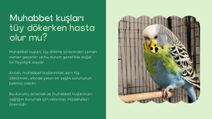 Muhabbet kuşları tüy dökerken hasta olur mu?