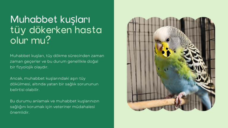 Muhabbet kuşları tüy dökerken hasta olur mu?