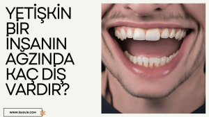 Yetişkin bir insanın ağzında kaç diş vardır?