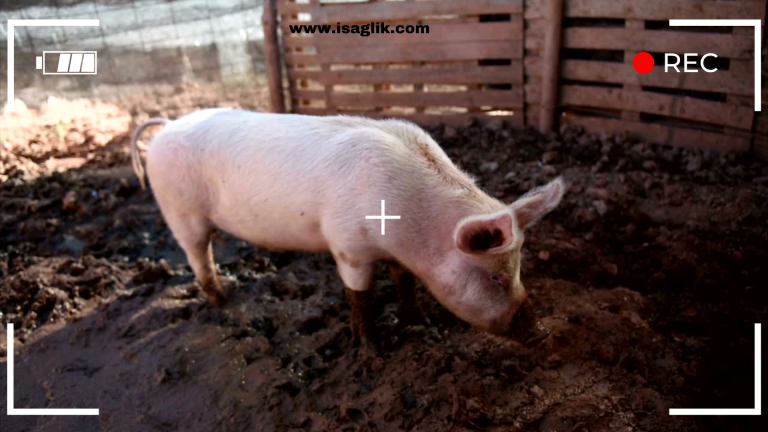 ABD'de gerçekleşen olağanüstü bir tıbbi olayda, ölmek üzere olan bir kişi, yapılan deneysel bir domuz kalbi nakli ile hayata döndü.