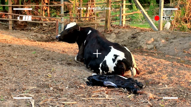Brusellozis, genellikle hayvanlarda görülen, bakteriyel bir enfeksiyon olan Brucella türlerinin neden olduğu bulaşıcı bir hastalıktır.