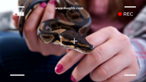 Evde beslediğiniz yılanın kusması birkaç farklı nedene dayanabilir. Bu durum genellikle sağlık sorunları, beslenme düzenindeki değişiklikler veya çevresel stres nedeniyle ortaya çıkabilir.