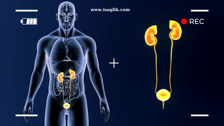 İdrar yolu ve böbrek taşları, üriner sistemdeki önemli sorunlardan biridir. Bu durum, kişinin yaşam kalitesini önemli ölçüde etkileyebilir.