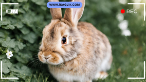 İshal, tavşanlarda sindirim sorunlarının bir belirtisi olabilir. Bu durumun altında yatan nedenleri anlamak, tavşanınızın genel sağlığını anlamanıza yardımcı olabilir.