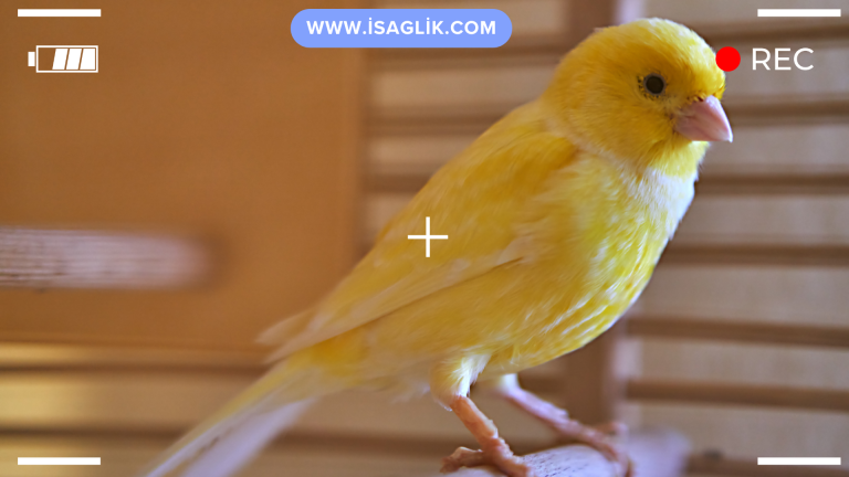 Kanarya bitleri, kanaryalar ve diğer kuş türleri için yaygın bir sorun olabilir ve doğru şekilde temizlenmeleri önemlidir. İlk olarak, kuşunuzun tüylerini ve derisini dikkatlice inceleyin, bitleri veya döküntüleri arayın.