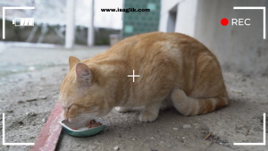 Evcil kedinize ev yapımı mama verme düşüncesi, onun sağlığına yönelik bir özeni yansıtabilir. Ancak, kedinizin beslenme ihtiyaçlarını karşılamak önemlidir. Ev yapımı mama hazırlarken, uzman veterinerlerin önerilerini dikkate almak önemlidir.