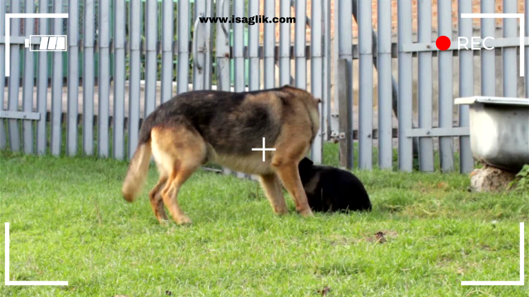 Son yapılan araştırmalara göre, küçük köpeklerin genellikle büyük ırklardan daha uzun bir yaşam süresine sahip olduğu ortaya çıktı. Veteriner hekimler ve uzmanlar, bu durumun çeşitli faktörlere dayandığını belirtiyor.