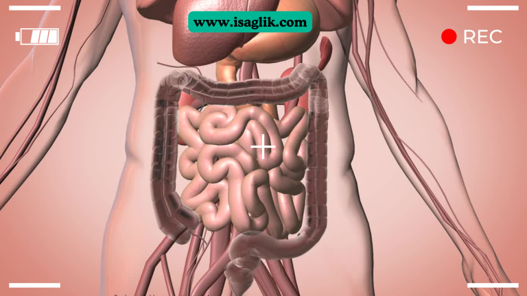 Bu bölümde, bağırsak parazitlerinin ne olduğu ve hangi türlerin en yaygın olduğu hakkında genel bir tanıtım yapılabilir. Kıl kurdu, tenya ve diğer yaygın bağırsak parazitlerine kısaca değinilebilir.