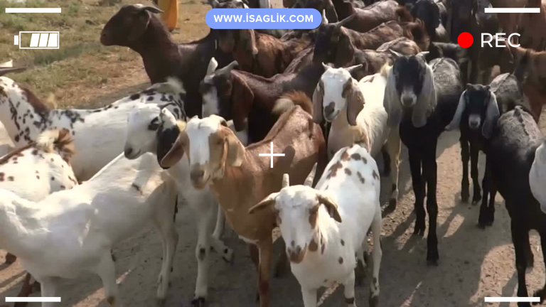 Keçilerin bulaşıcı pleuropnömonisi, Mycoplasma capricolum adlı bakterinin neden olduğu ciddi bir hastalıktır. Bu hastalık, özellikle keçi yetiştiriciliğinin yaygın olduğu bölgelerde görülen ve keçi sürülerinde büyük ekonomik kayıplara yol açabilen bulaşıcı bir akciğer hastalığıdır.