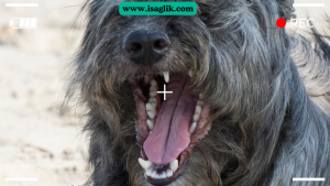 Kuduzun en yaygın bulaşma kaynağı vahşi hayvanlardır. Özellikle yırtıcı hayvanlar arasında sık görülür. Bunlar arasında tilkiler, kurtlar, rakunlar, porsuklar ve yarasa gibi hayvanlar bulunur.