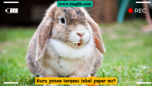 Tavşanlar için kuru yonca, besleyici bir yem kaynağı olarak yaygın olarak kullanılır. Ancak, bazı durumlarda kuru yoncanın tavşanlarda ishal yapabileceğine dair endişeler vardır.