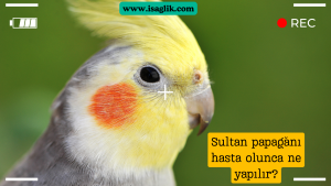 Sultan papağanları, evcil hayvan olarak popüler olan egzotik kuş türlerindendir. Ancak, zaman zaman hastalanabilirler ve bu durumda hızlı ve doğru müdahale gerekebilir.