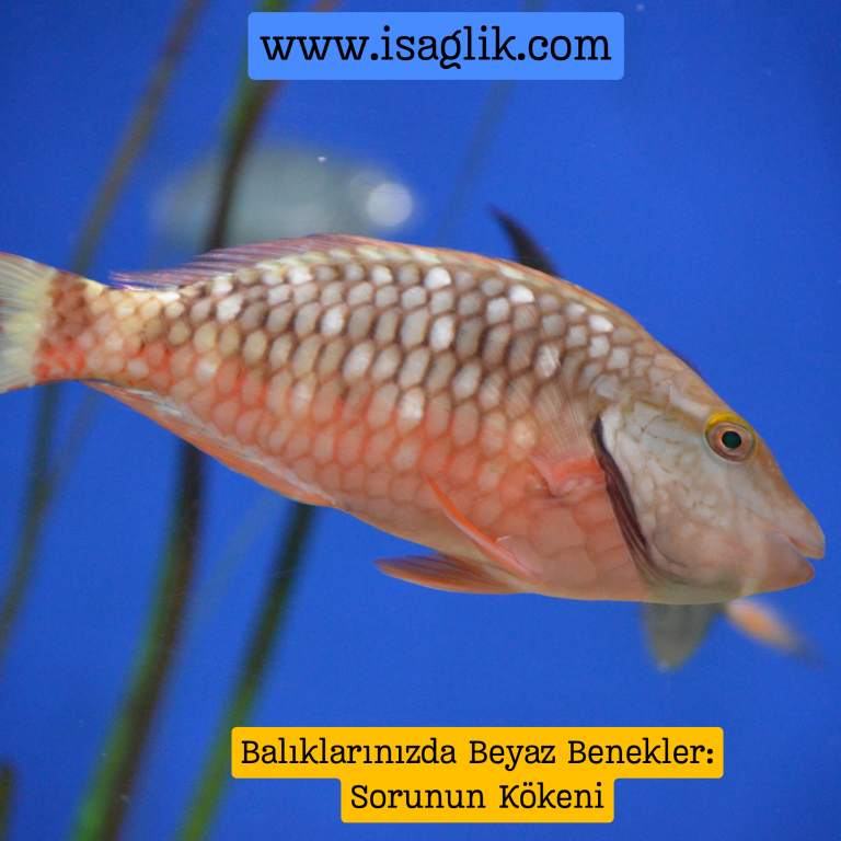 Balıkların iç parazitlerle enfekte olması, beyaz beneklerin ortaya çıkmasına neden olabilir. Bu parazitler, balığın vücudunda beyaz noktalar oluşturabilir.