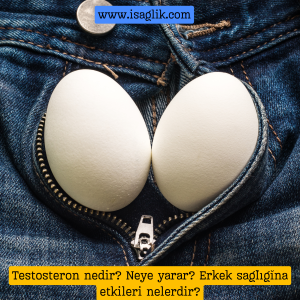 Testosteron, erkeklerde ana cinsiyet hormonudur ve aynı zamanda kadınlarda da bulunur, ancak daha düşük seviyelerde bulunur. Bu hormon, testislerde üretilir ve erkeklerde cinsel gelişim, kas kütlesi ve kemik yoğunluğu gibi bir dizi önemli fiziksel ve psikolojik fonksiyonun düzenlenmesinde rol oynar.